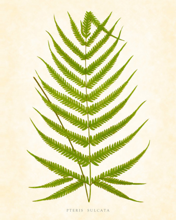 Fern Clipart | Free Download Clip Art | Free Clip Art | on Clipart ...
