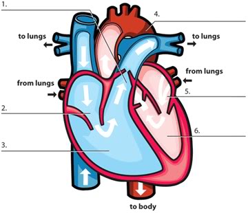 6th Grade Circulatory System Quiz - By Multiteach - Clipart Best 