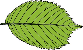 Free bi-serrate-leaf Clipart - Free Clipart Graphics, Images and ...