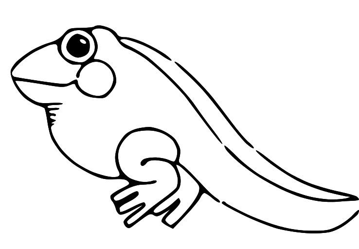 Young frog clipart