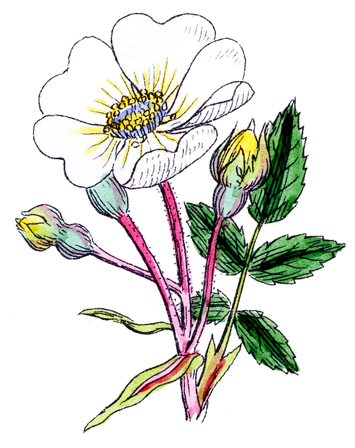 Botanical Clip Art - ClipArt Best