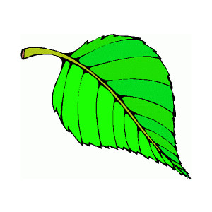 Leaf cartoon jungle leaves clipart - Clipartix