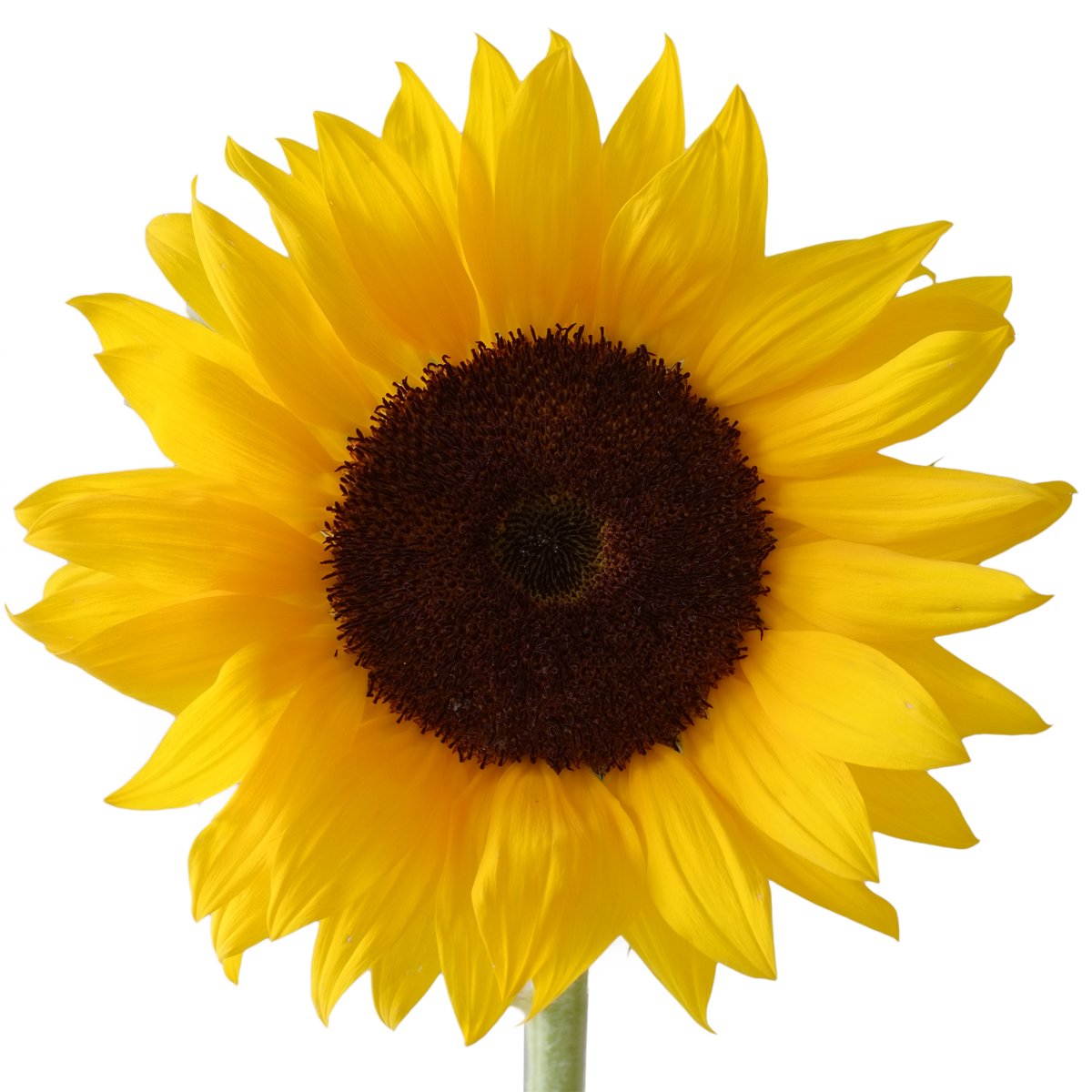 Download Sunflower Png - ClipArt Best