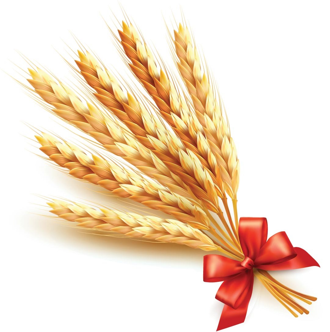 Wheat Vector Free Download - ClipArt Best