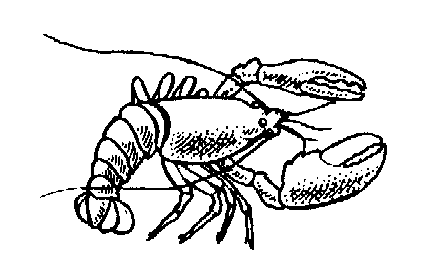 Lobster Outline - Free Clipart Images