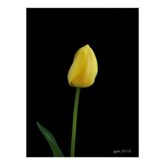 Yellow Tulips Flower Single Gifts on Zazzle