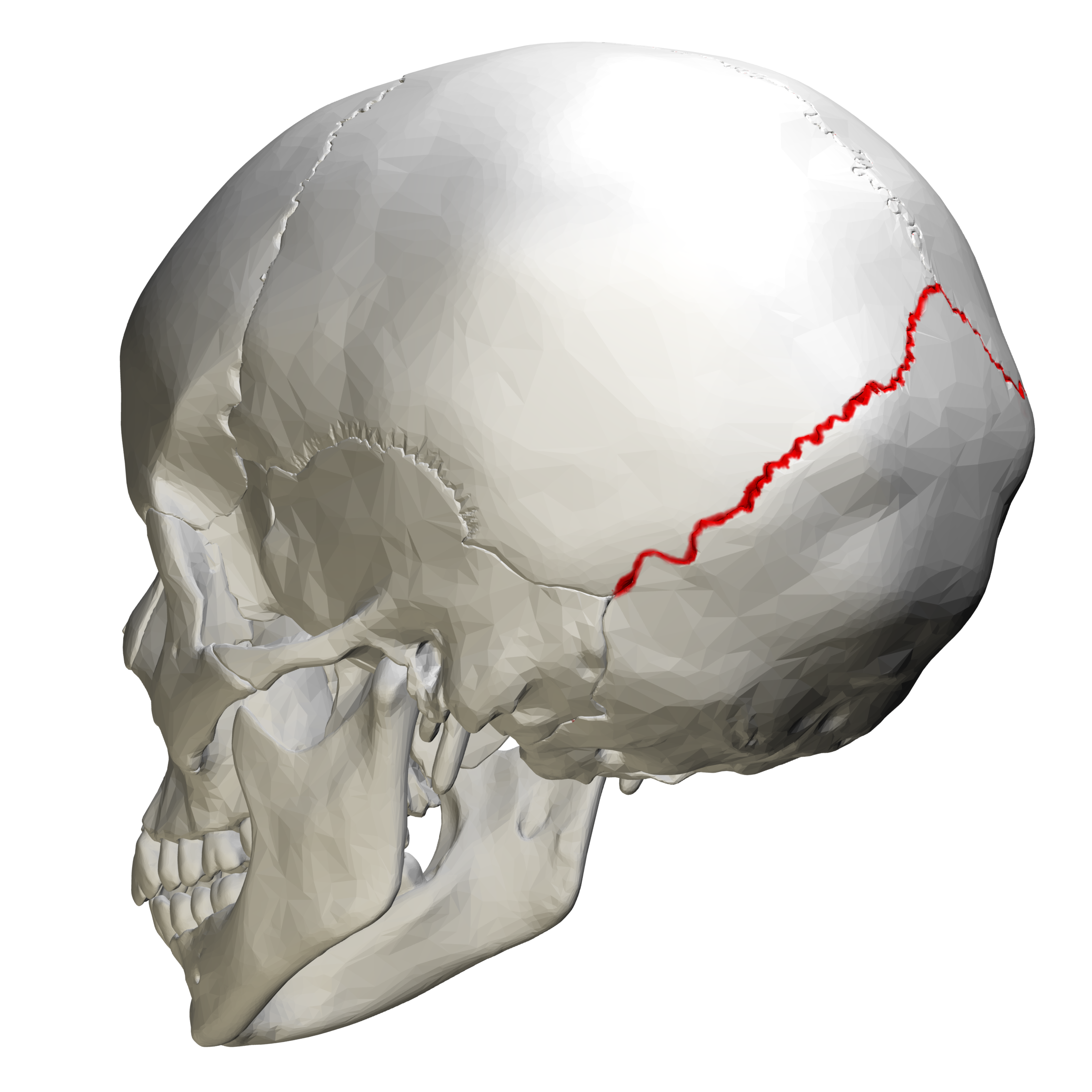 A&P 1: Axial Skeleton - Biology Biol&241 with Robinson at Lake ...