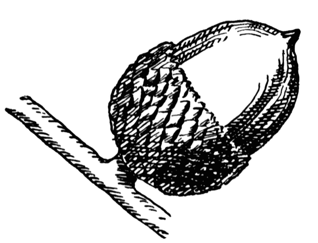 acorn drawing