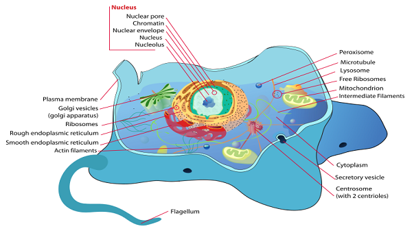 Membrane-Bound Organelles in Eukaryotic Cells: Lesson & Quiz ...