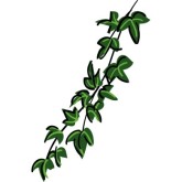 Ivy Border Clip Art - ClipArt Best