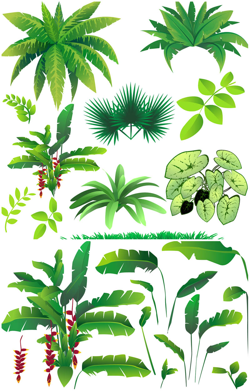Rainforest plants vector | Vector Graphics Blog