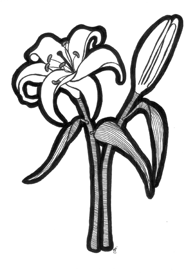 Lily Flower Drawings - ClipArt Best