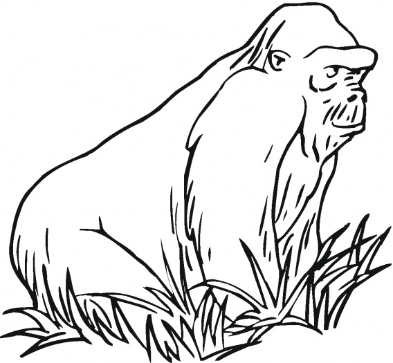 Monkeys coloring pages | Super Coloring - Part 3