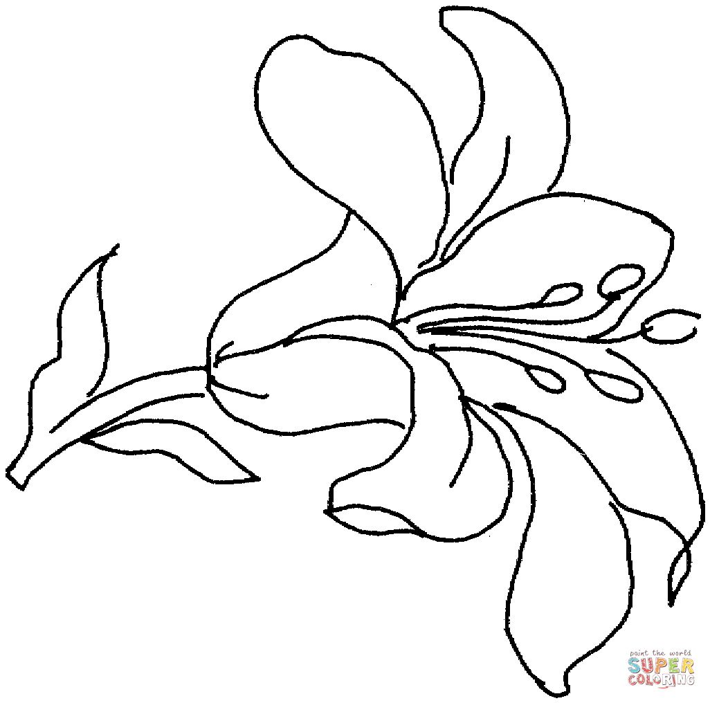 Lily Outline - AZ Coloring Pages
