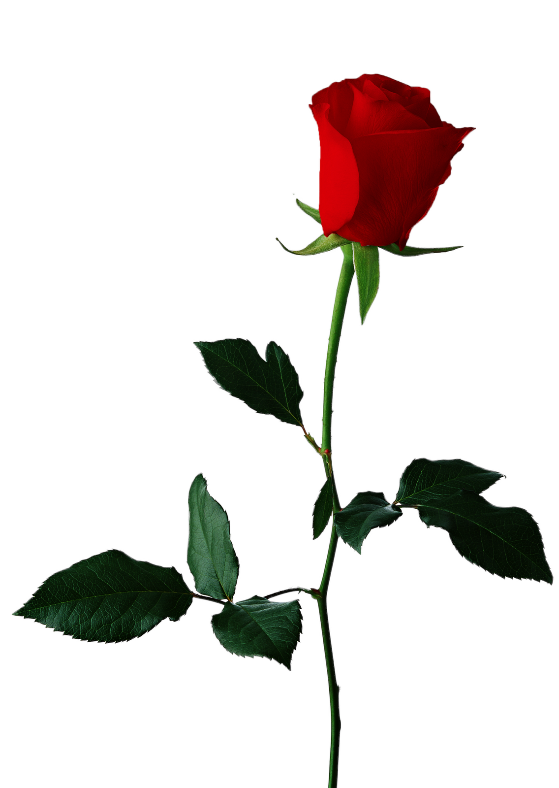 Rose clipart png