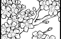 Basit cherry blossom coloring pages for Kids with Very Simple ...