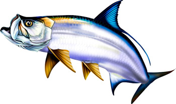 Tarpon Fish Clipart