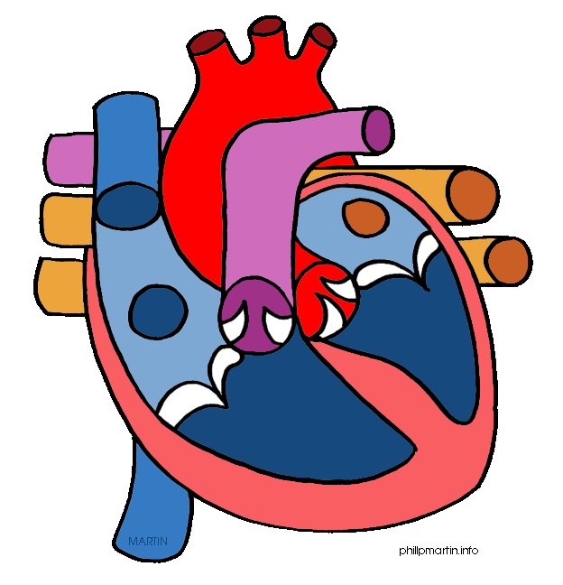 Human Heart Images