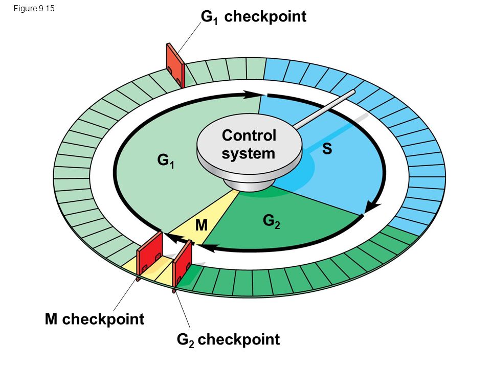 Regulation of the Cell Cycle & Cancer. Concept 9.3: The eukaryotic ...