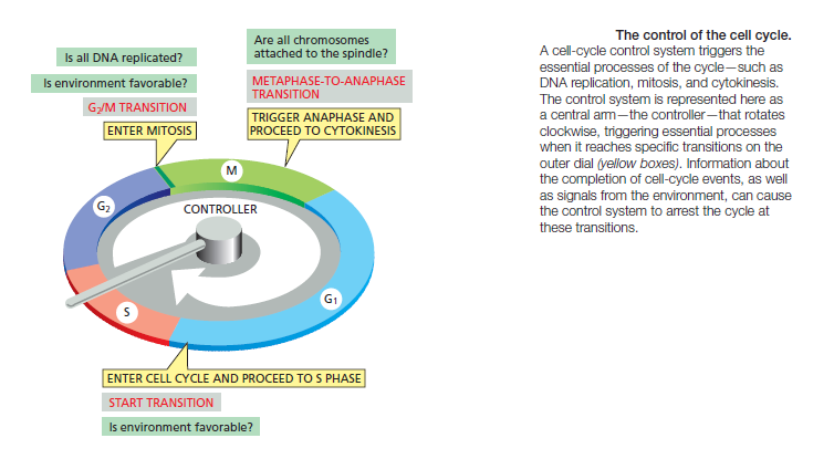 The Cell cycle