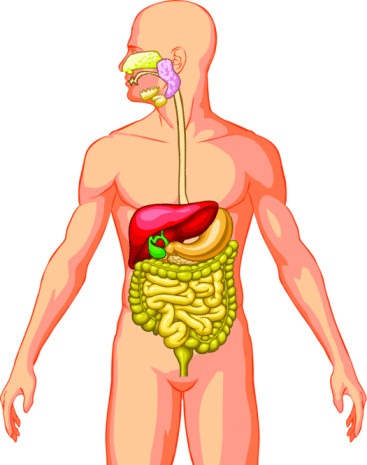 Internal Organs of the Human Body