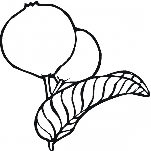 Guava Outline - ClipArt Best