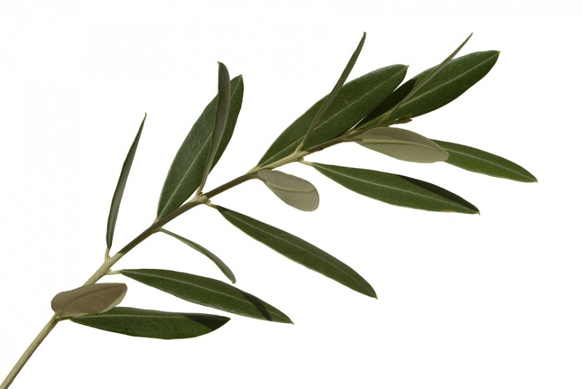 The Unexpected Benefits of Olive Leaf Extract – Healthy Diet Base