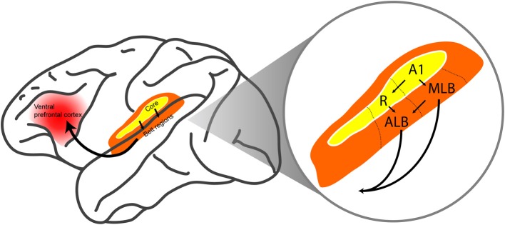 The ventral auditory pathway in the monkey brain. The ventral ...