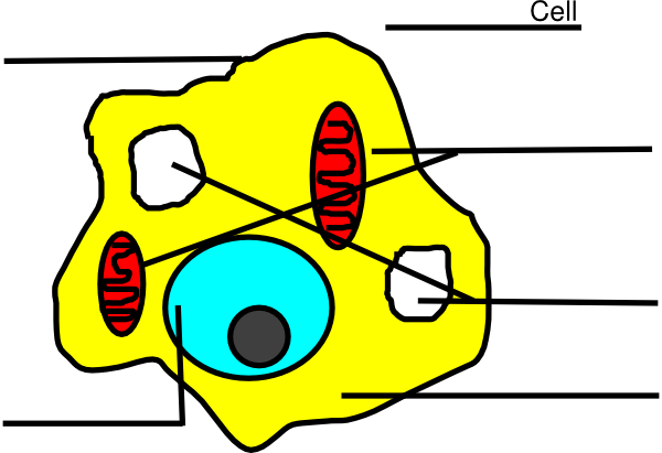 Animal Cell Clipart