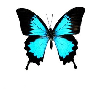 Tattoos: Colour Butterfly Tattoo Designs_Thousands of Free T ...