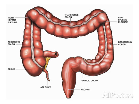 The Digestive System on emaze