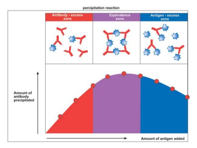 Antigen & Antibody Interactions