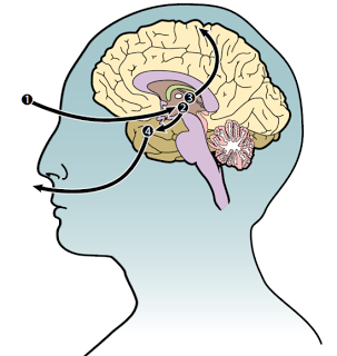 Amygdala Hijack - Fish4Development Training Services Lincolnshire