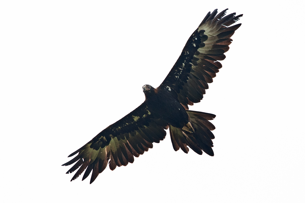 White-Tailed Eagle Clip Art – Clipart Free Download