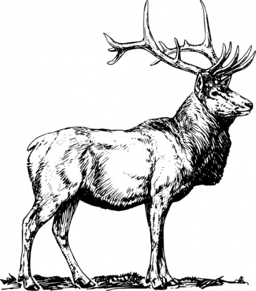 Buck Line Art - ClipArt Best