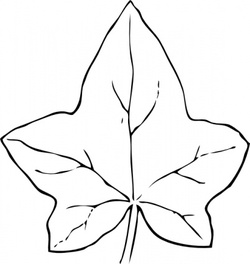 Ivy Leaf, vector file - 365PSD.com