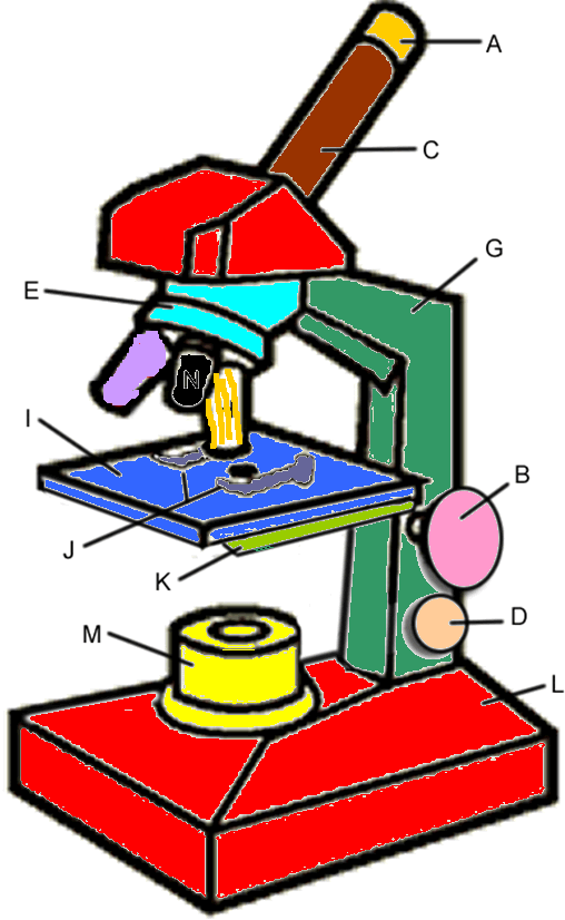 Label Parts Of Microscope - ClipArt Best