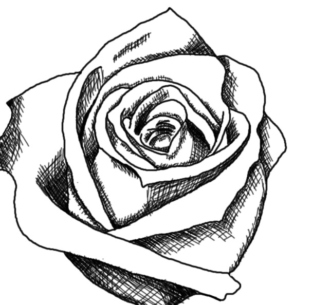 Black And White Rose Drawings