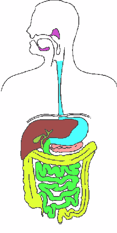 Blank Diagram Circulatory System Kids