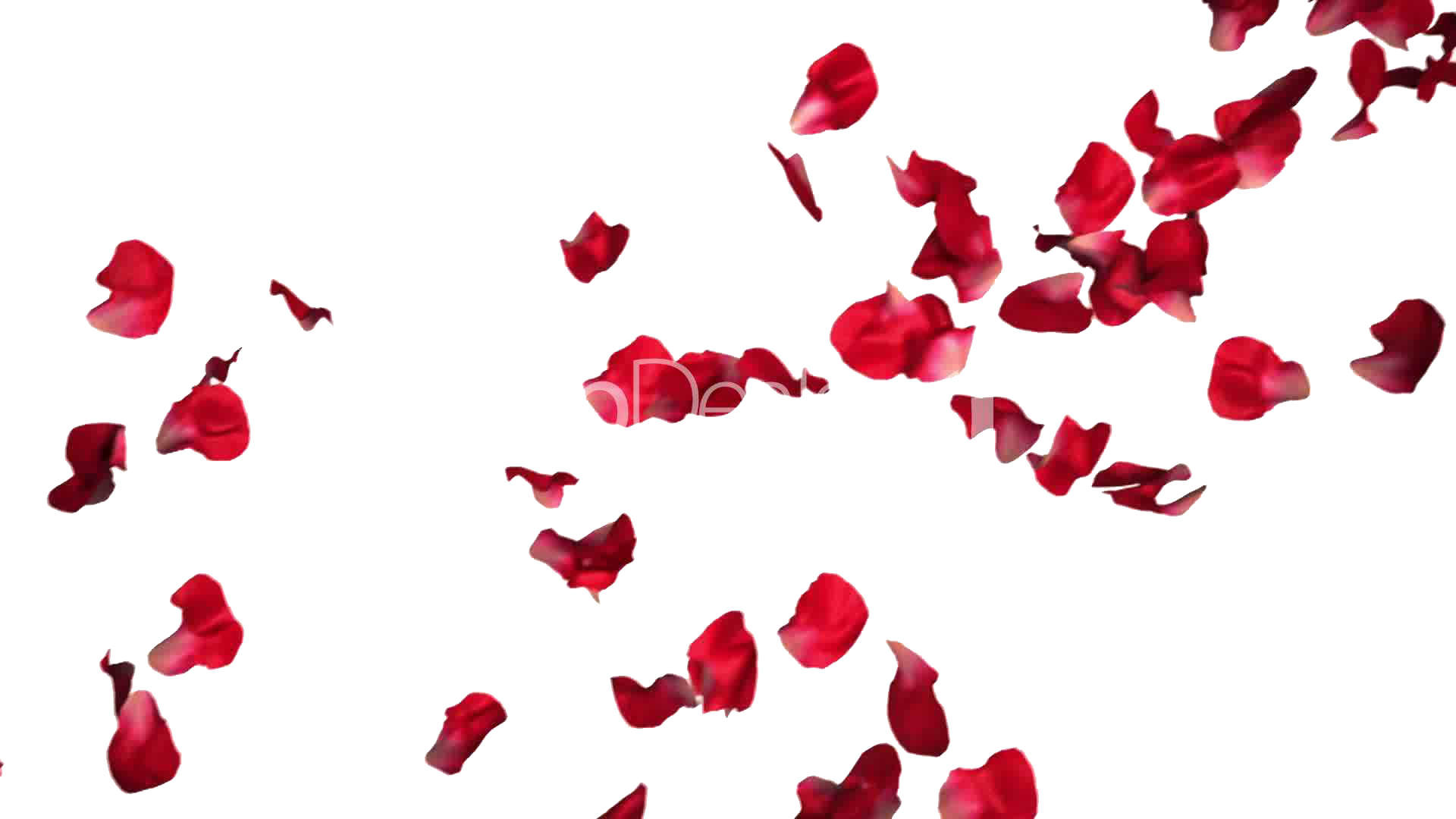 Rose Petals PNG Pic | PNG Mart