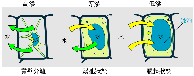 Turgor Pressure Diagram Related Keywords & Suggestions - Turgor ...