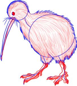 Drawing Printout: How to Draw a Kiwi