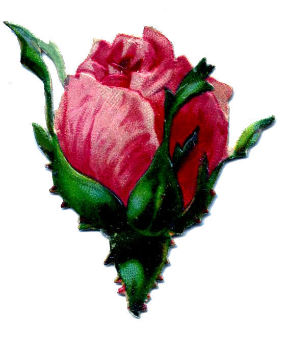 Free Rose Graphics - ClipArt Best