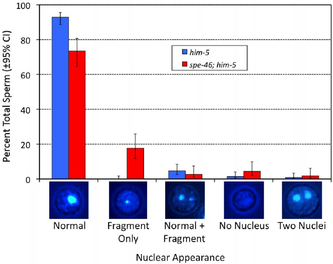 The appearance of nuclei in spermatids labeled with Hoechst ...