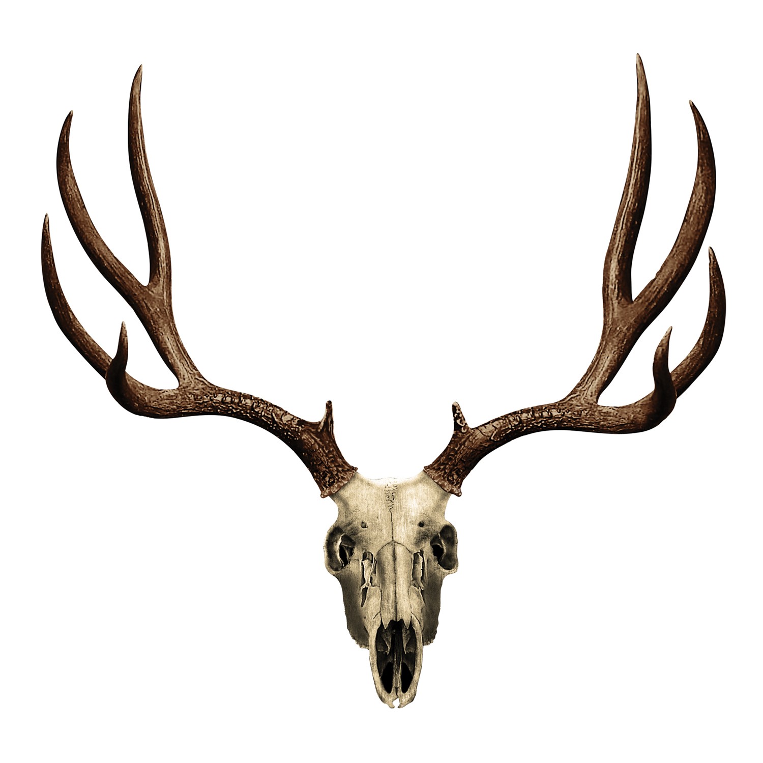 Mule Deer Skull Decal - Small - Free Clipart Images