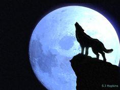 40+ Coyote Howling at The Moon Clipart