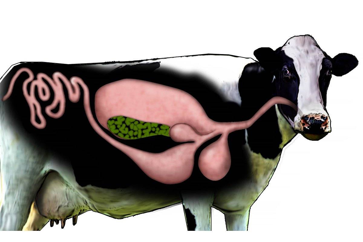 A look at the Stomach of a Cow! | THATSFARMING.COM