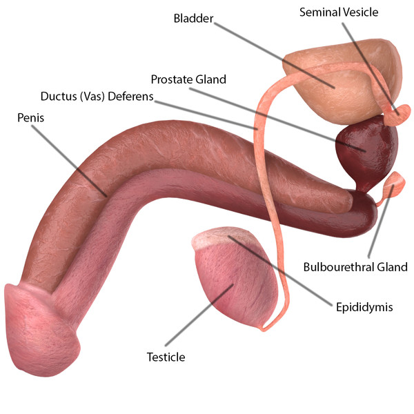 Male reproductive system on emaze