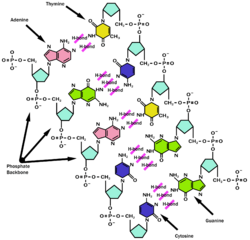 Nerve Cell Diagram Labeled - ClipArt Best