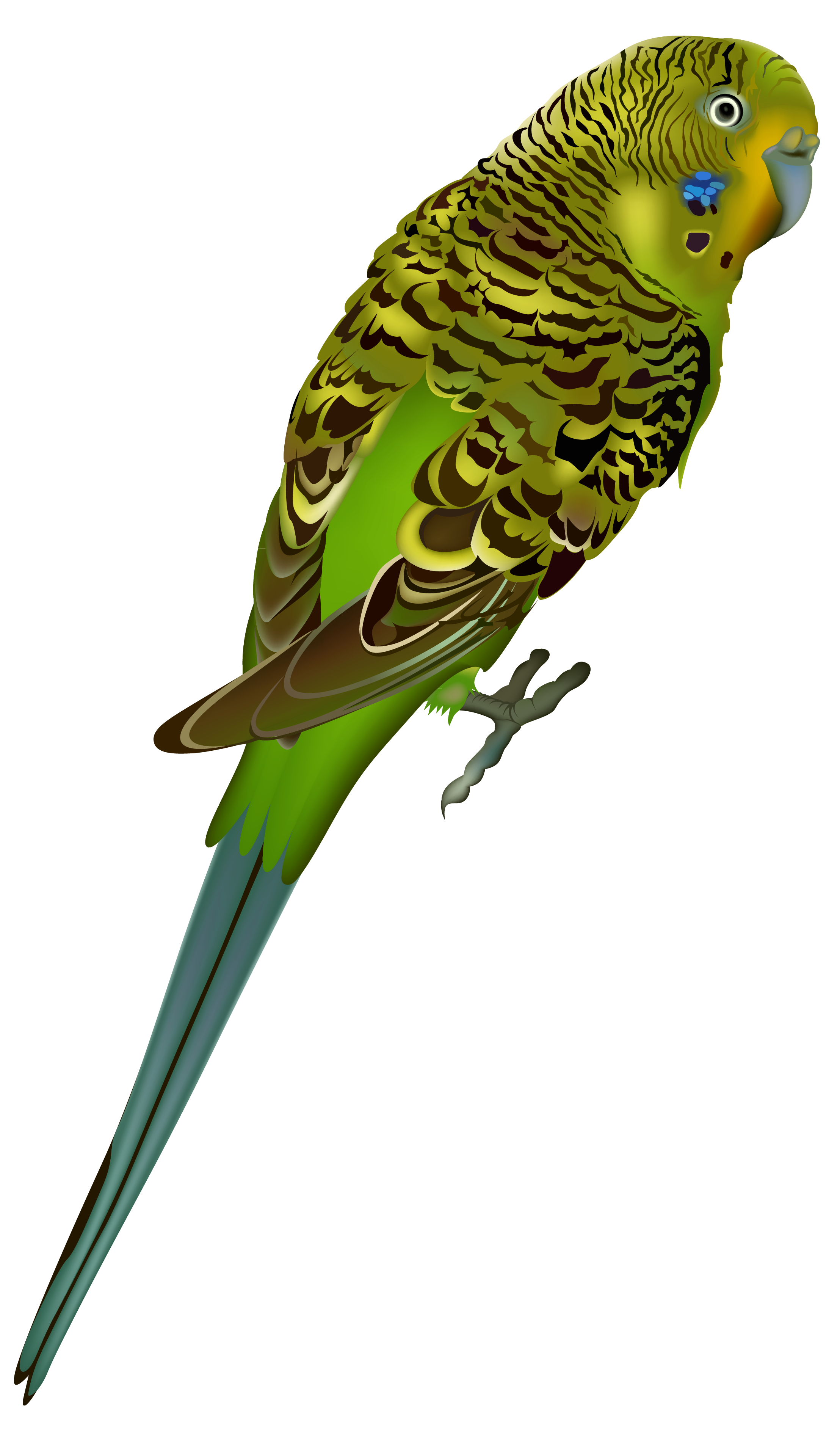 Budgie Clipart | Free Download Clip Art | Free Clip Art | on ...